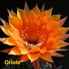 Oriole.4.2.jpg 